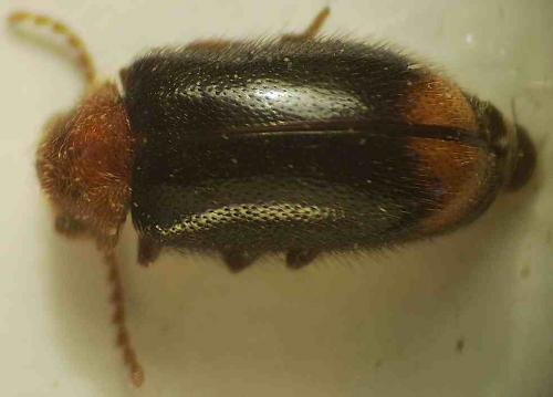 Ochina latreillii