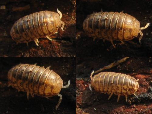 Venezillo parvus