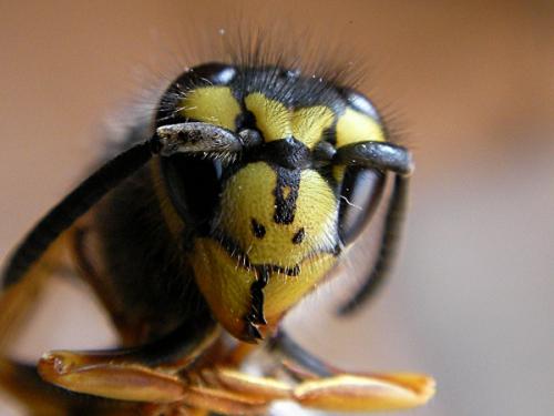 Vespula germanica