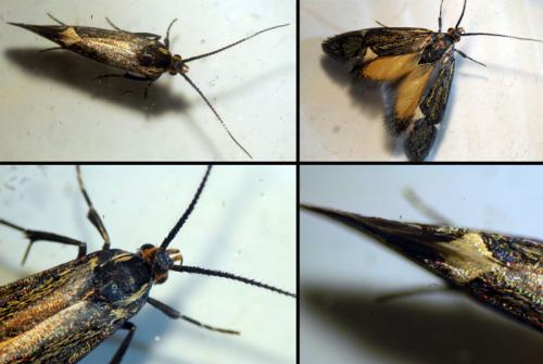 Esperia sulphurella