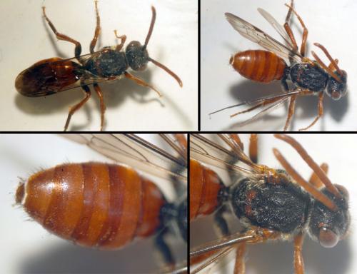 Nomada ferruginata
