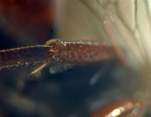 Nomada ferruginata