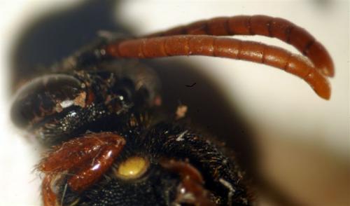 Nomada sp.