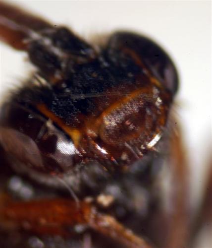 Nomada ferruginata