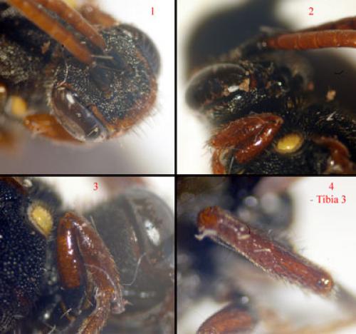 Nomada ferruginata
