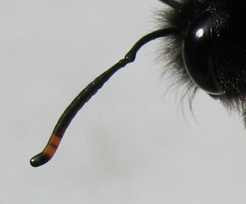 Xylocopa violacea