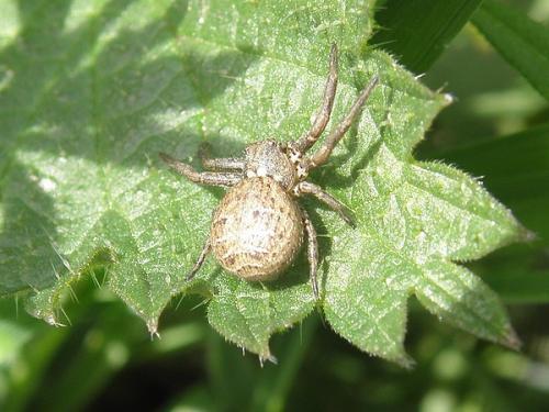 Xysticus sp.