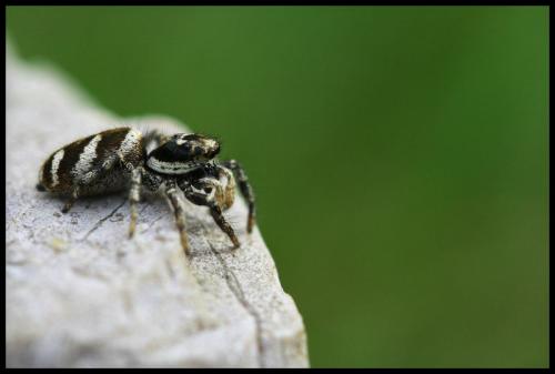 Salticus scenicus