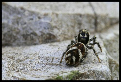 Salticus scenicus