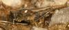 67760 – Photo : mh38 – France (38)