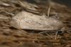 67948 – Photo : Franck BEAUPERE – France (30)