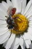 Sphecodes sp.