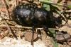 Liparus germanus