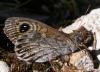 67004 – Photo : Christian Widmann – France (73)