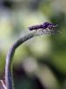 67028 – Photo : puce d'eau – France (66)