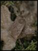 67102 – Photo : Olivier Bouteleux – France (37)