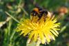 67470 – Photo : WaltiH – Suisse