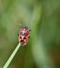 67790 – Photo : Gilles SALAMA – France (31)