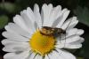 67793 – Photo : Gilles SALAMA – France (31)