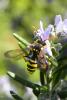 67429 – Photo : Noushka – France (31)