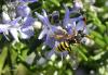 67437 – Photo : Noushka – France (31)