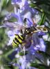 67430 – Photo : Noushka – France (31)