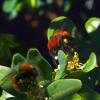 67543 – Photo : Patrick Burguet – France (63)