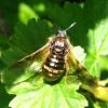 67959 – Photo : Pallas – France (95)