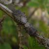 67161 – Photo : Thomas Cherpitel – France (44)