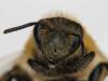 67842 – Photo : Guillaume JACQUEMIN – France (74)