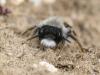 67503 – Photo : Sylvain Houpert – France (77)