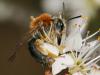 67928 – Photo : Sylvain Houpert – France (77)