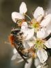 67929 – Photo : Sylvain Houpert – France (77)