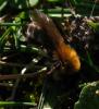 67519 – Photo : Pallas – France (95)