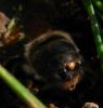 67518 – Photo : Pallas – France (95)