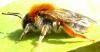 67849 – Photo : Pallas – France (95)