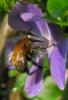 67812 – Photo : Pallas – France (95)