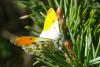 67937 – Photo : Bernard DELEFOSSE – France (26)