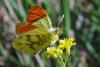 67970 – Photo : Bernard DELEFOSSE – France (26)
