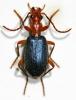 67094 – Photo : Arthropa - Benoit Martha – France (71)
