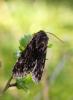 67319 – Photo : Daniel Morel – France (71)