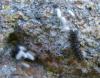 67479 – Photo : Guillaume Chorgnon – France (42)