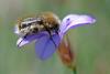 67180 – Photo : Bernard DELEFOSSE – France (84)