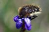 67186 – Photo : Bernard DELEFOSSE – France (84)