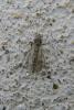 67646 – Photo : Nicolas Alric – France (12)