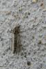 67647 – Photo : Nicolas Alric – France (12)