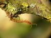 67774 – Photo : camlepinay – France (61)