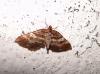 67589 – Photo : Arnaud Jean-Pierre – France (09)