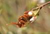 67411 – Photo : congo – Belgique