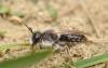67341 – Photo : congo – Belgique